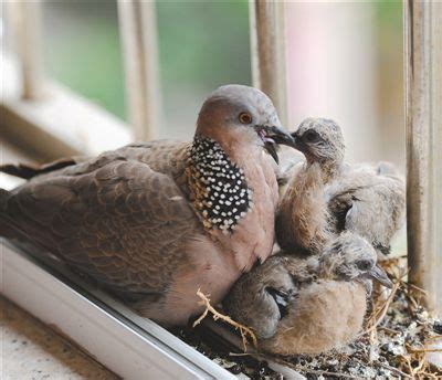 鳥來家裡築巢 風水|【鳥來築巢 風水】鳥來築巢の風水好兆頭！這4生肖準。